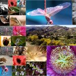 Search results for flowers