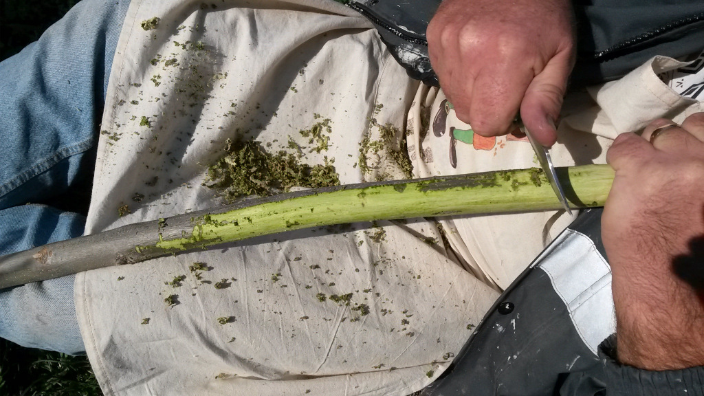 Removing outer bark from Olive trees 