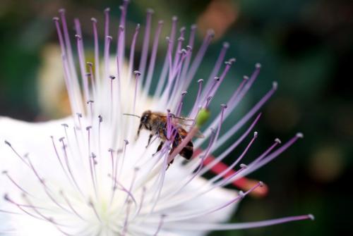 cropped-Honey-Bee.jpg